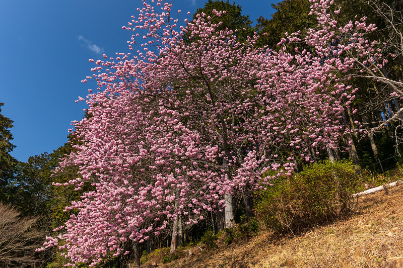 2021桜咲く滋賀　夢の桜咲く石山寺_f0155048_23564146.jpg