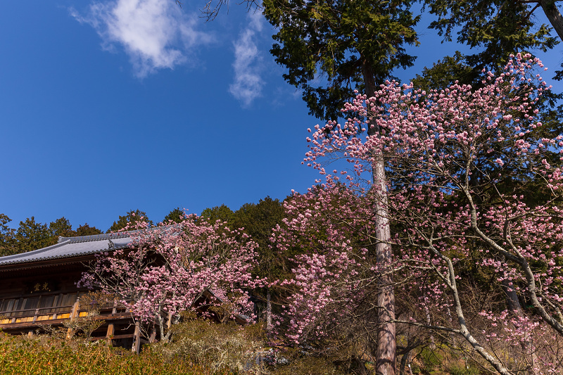 2021桜咲く滋賀　夢の桜咲く石山寺_f0155048_23595345.jpg