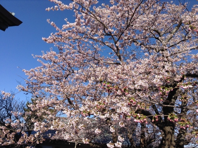 Tartaruga 北海道 道南 輪行キャンプツーリング 松前~瀬棚 (前編)_d0197762_16383248.jpg