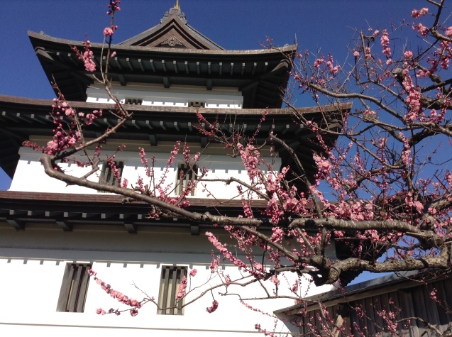 Tartaruga 北海道 道南 輪行キャンプツーリング 松前~瀬棚 (前編)_d0197762_16593280.jpg