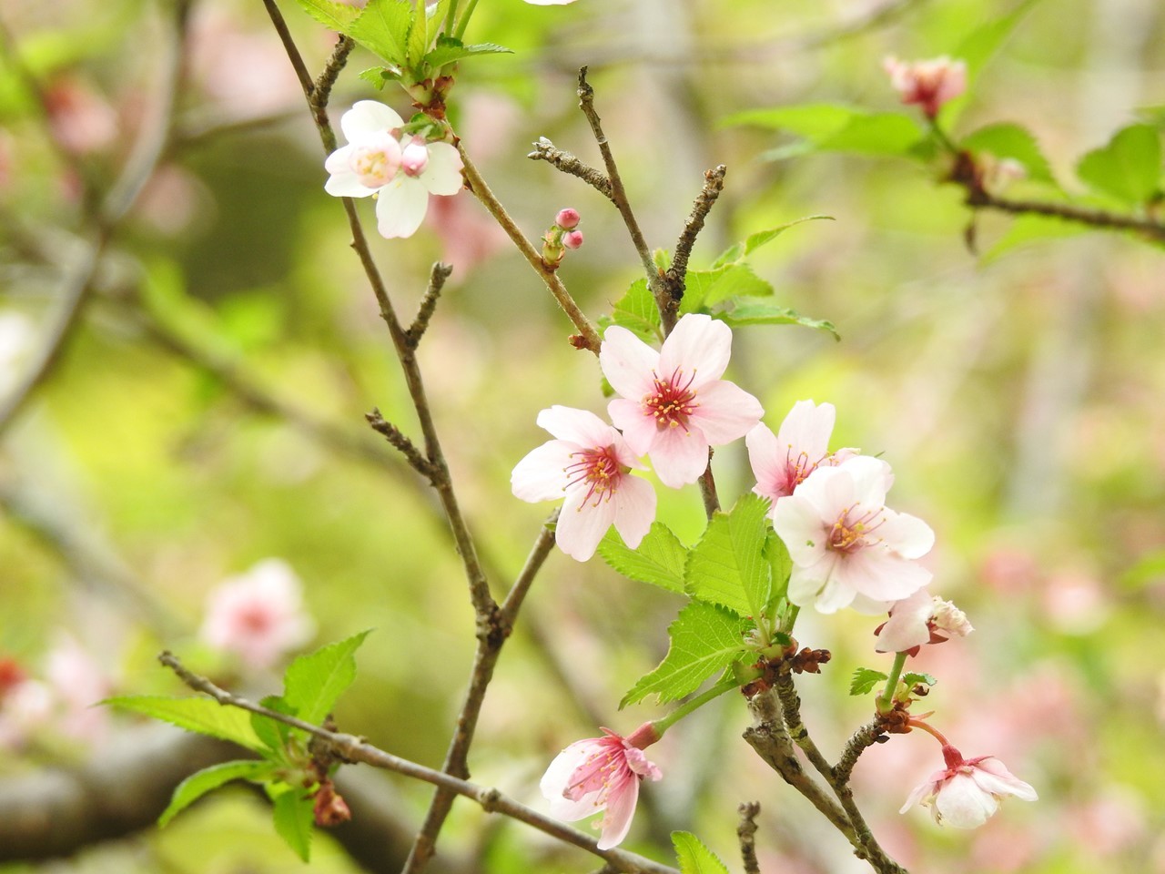 今年出逢った100種を超す桜達 49 64 自然風の自然風だより