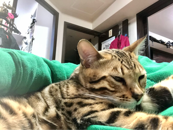 ねこ・天ちゃん_d0339676_15065975.jpg