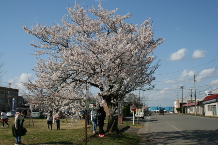 桜前線到来‼_f0141477_17555153.jpg