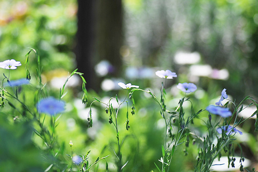 4 22 憧れのペレニアルフラックス あなたに似た花