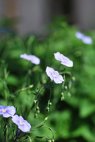 4 22 憧れのペレニアルフラックス あなたに似た花 4 22 憧れのペレニアルフラックス あなたに似た花