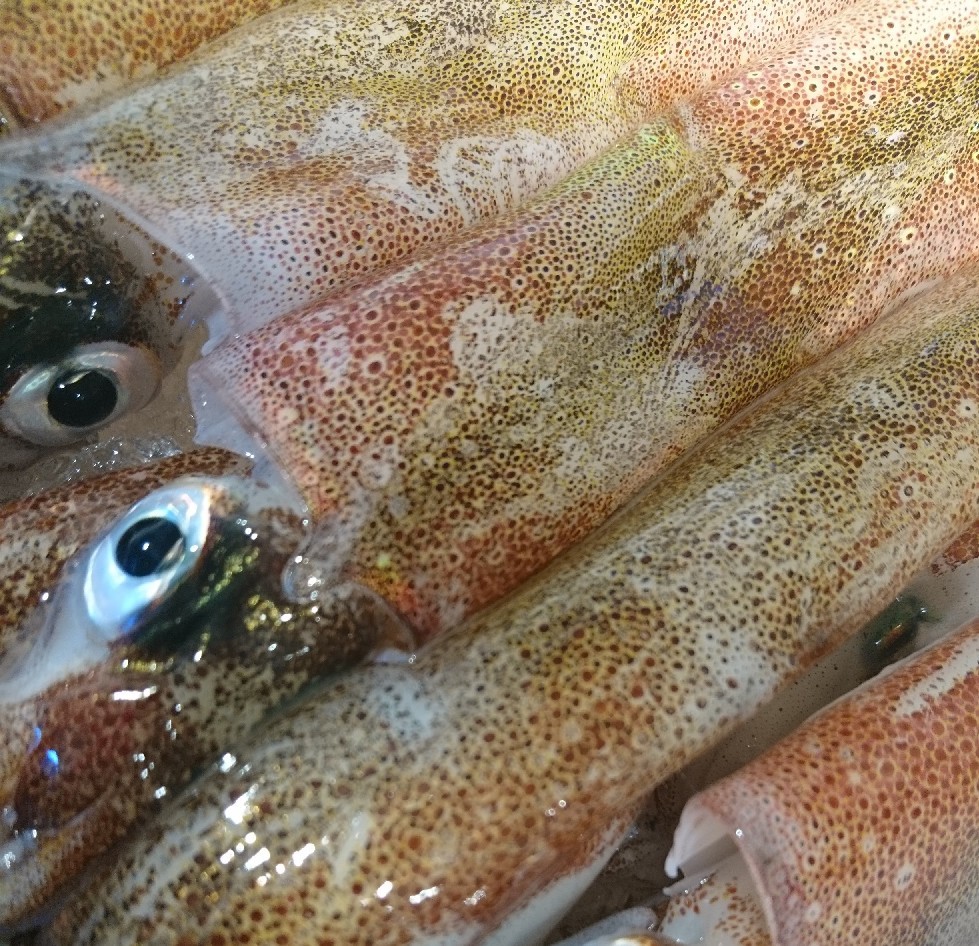 くろいしの日記 By しまか