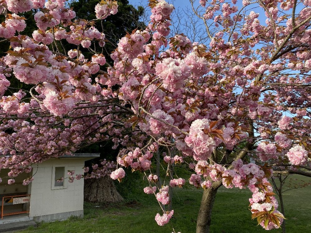 五智公園の八重桜満開！_e0065084_19453224.jpg