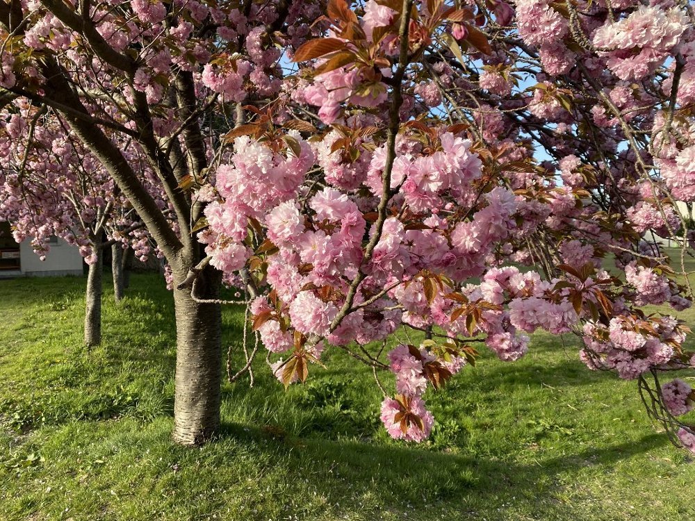 五智公園の八重桜満開！_e0065084_19463587.jpg