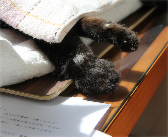 ヒナのその後_a0389088_16270989.jpg