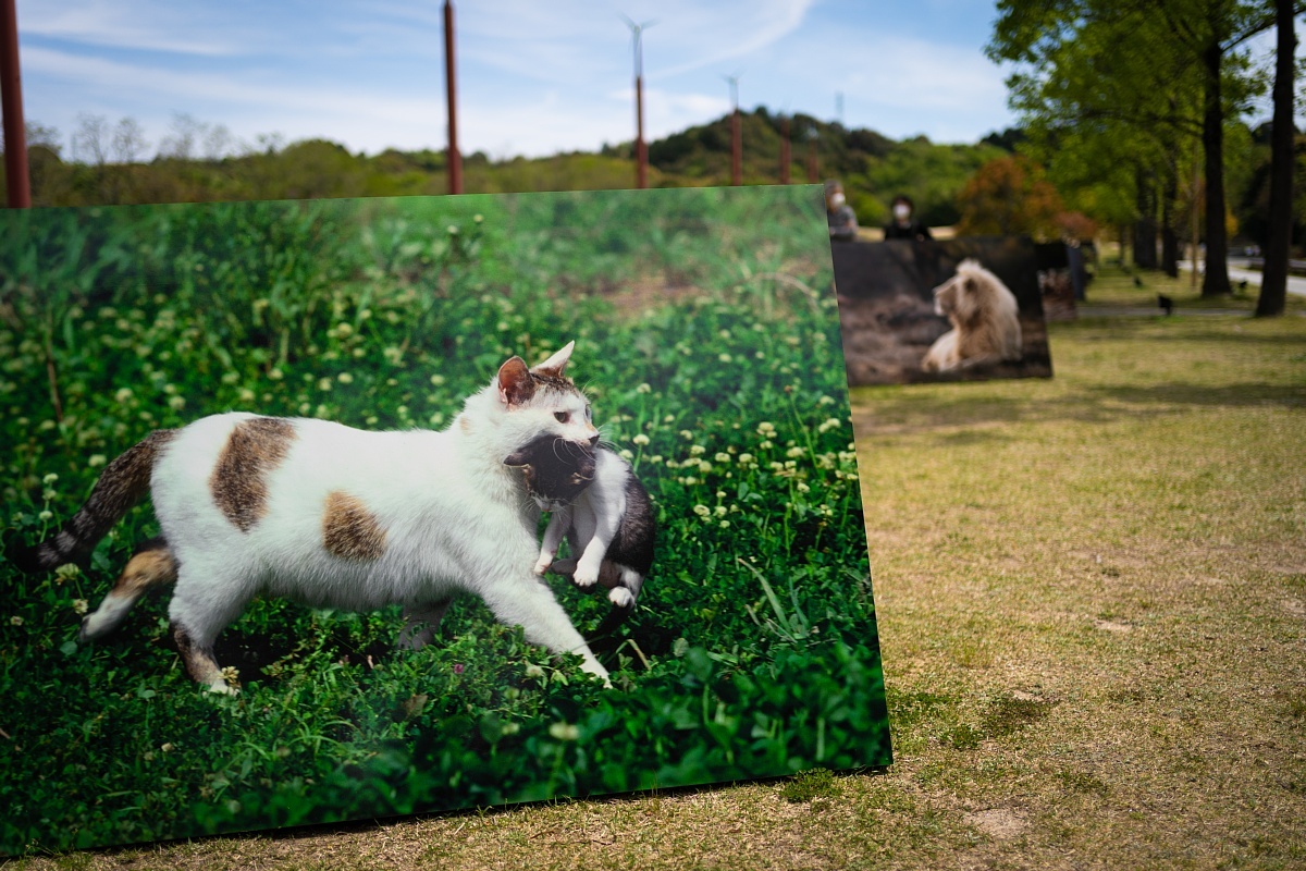 新緑の中の猫たち_d0353489_19520241.jpg