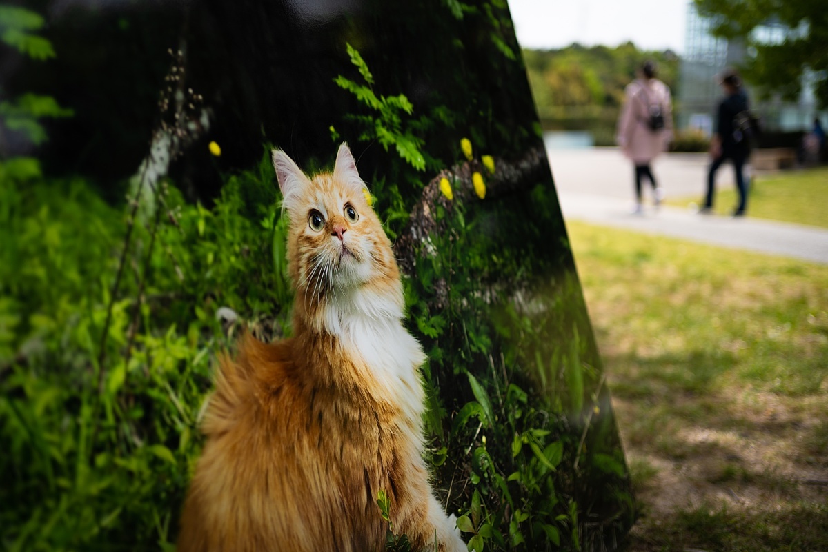 新緑の中の猫たち_d0353489_19562169.jpg