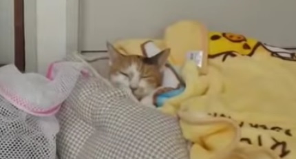 Youtube 猫飼いにとって必要な洗濯ネットの重要性 部長とコマコ編 Npo法人 府中猫の会