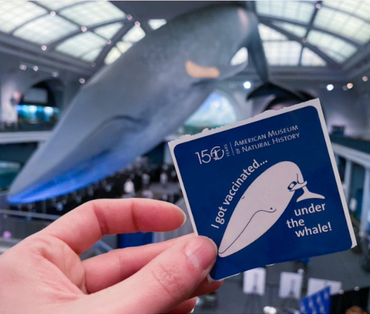 NYでは、巨大クジラの下でワクチン接種、自然史博物館の4人まで無料に