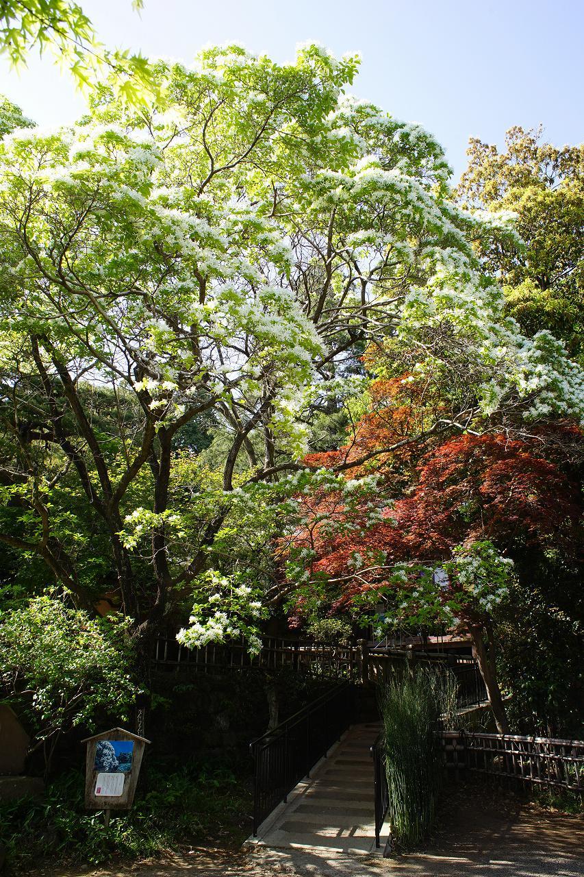 深大寺本堂横のなんじゃもんじゃ_b0225108_22411083.jpg