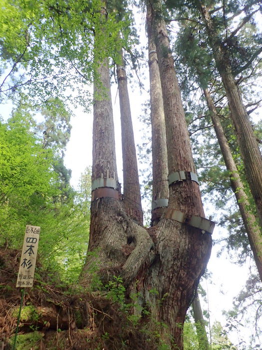 四本杉・東郷山縦走_c0116915_23351764.jpg
