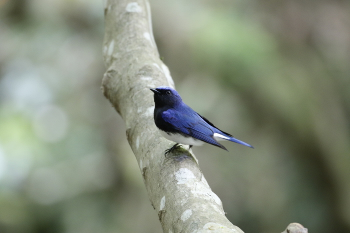 幸せの青い鳥 オオルリ : 岡崎野鳥写真館