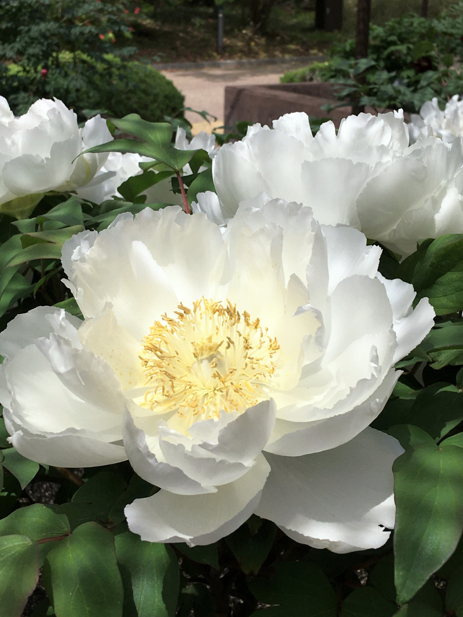 牡丹～京都府立植物園_a0347635_15251610.jpg