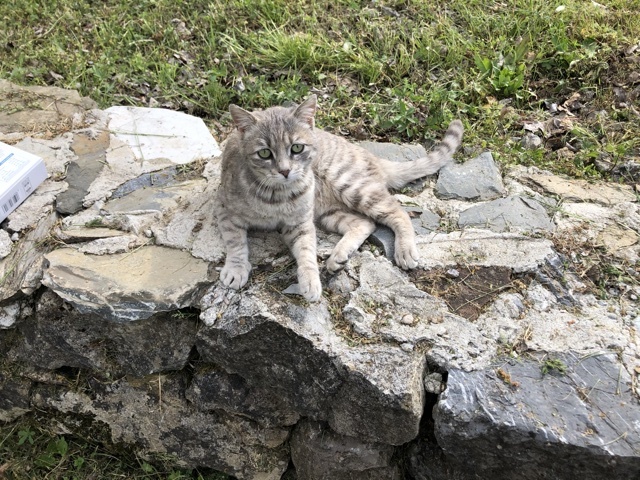 ノラ登場_d0136540_06201804.jpeg