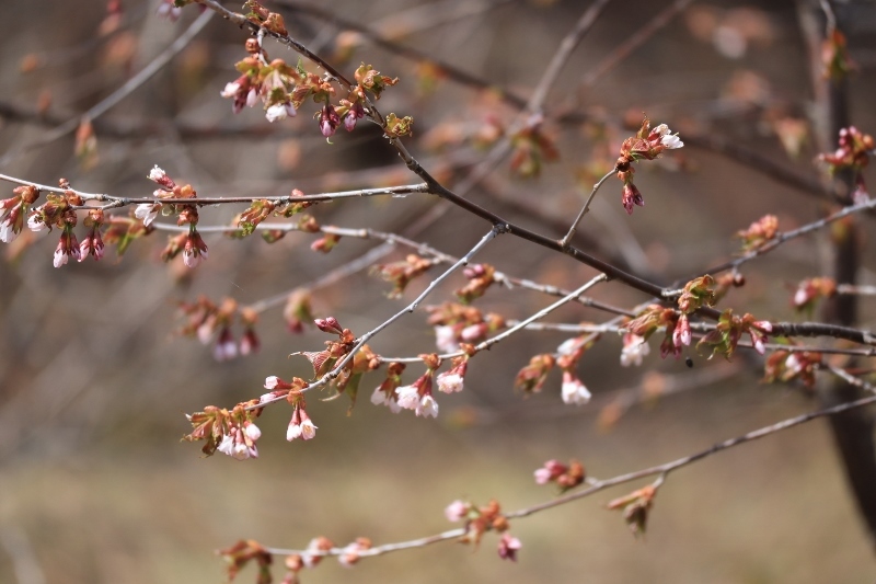 山でも桜が咲きました！_d0226767_18491662.jpg