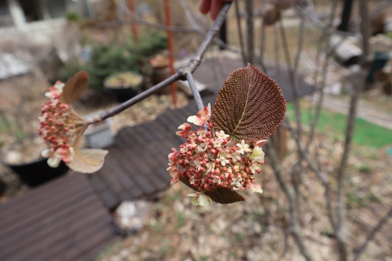 山でも桜が咲きました！_d0226767_18531853.jpg