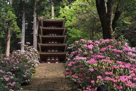 シャクナゲの咲く室生寺 宇陀市 峰さんの山あるき