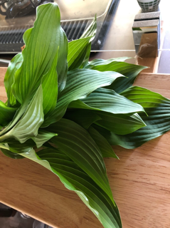 野草を食べてみる_f0363168_15584044.png