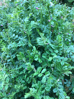 野草を食べてみる_f0363168_16004428.png