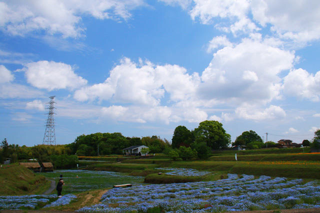 岡原のネモフィラ　　　　21/04/24_d0126577_15483095.jpg