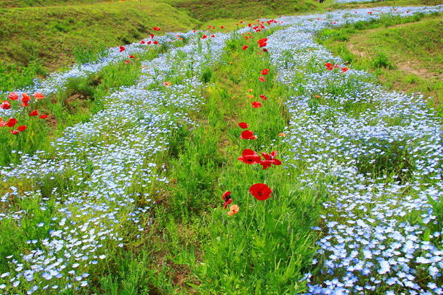 岡原のネモフィラ　　　　21/04/24_d0126577_15492692.jpg