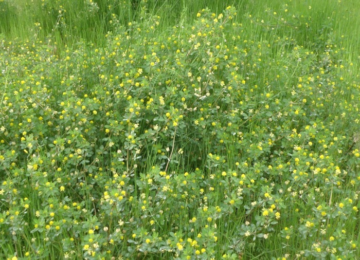 コメツブツメクサとコメツブウマゴヤシの見た目の違い 楽餓鬼 コメツブツメクサとコメツブウマゴヤシの見た目の違い 楽餓鬼