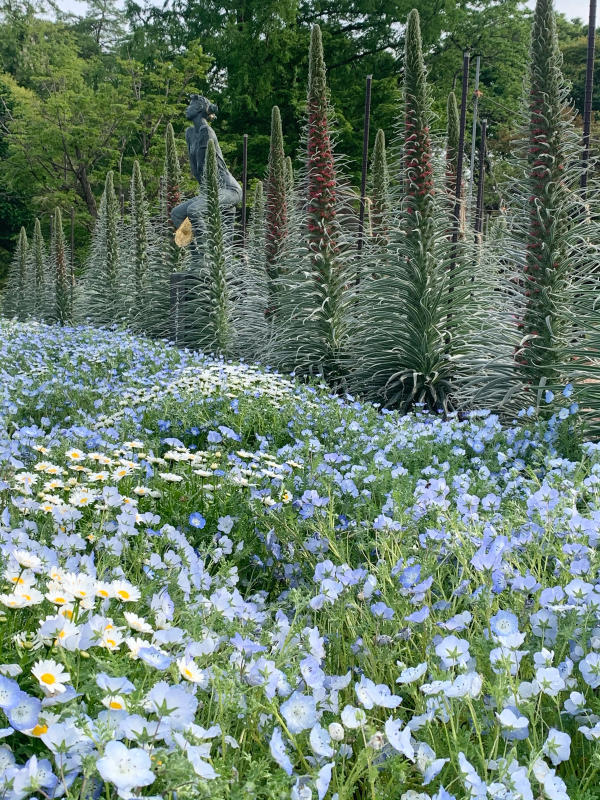 京都府立植物園は25日から5月11日まで休園 心のままに 京都府立植物園は25日から5月11日まで休園 心のままに
