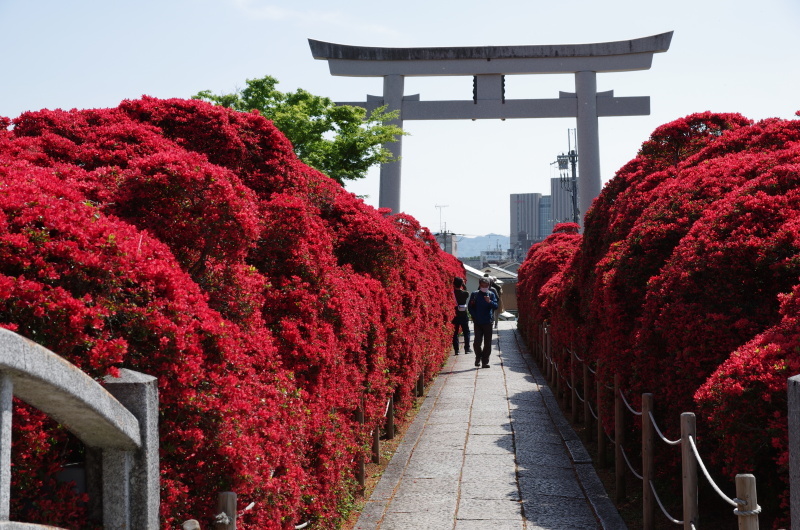 長岡天神　霧島躑躅_c0382798_11410377.jpg