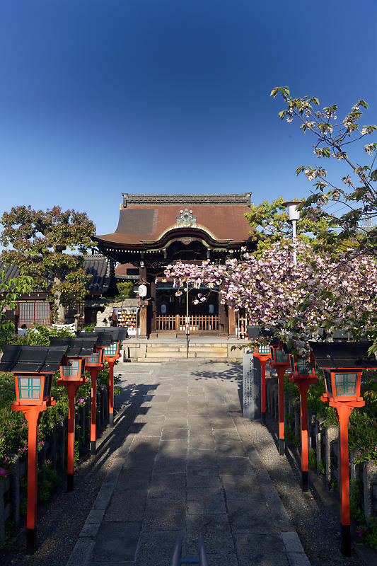 咲き急ぐ花達 藤・牡丹・八重桜@六孫王神社_f0032011_17303136.jpg