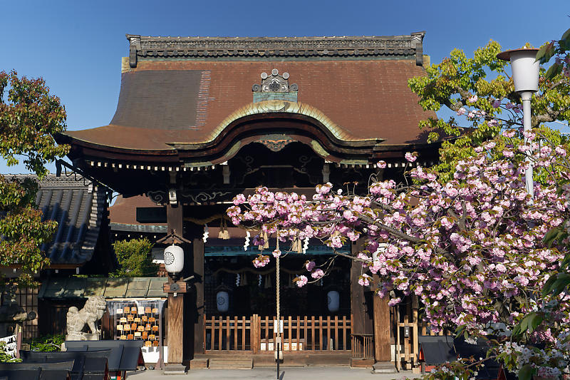 咲き急ぐ花達 藤・牡丹・八重桜@六孫王神社_f0032011_17303185.jpg