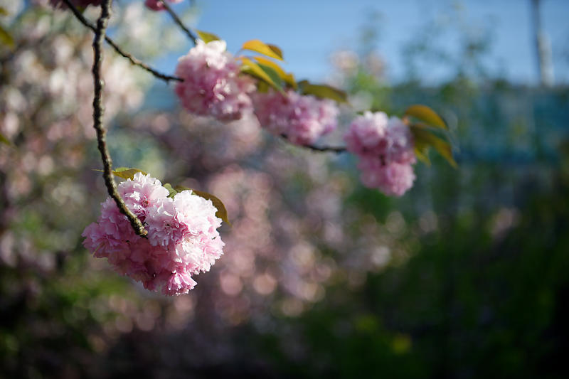 咲き急ぐ花達 藤・牡丹・八重桜@六孫王神社_f0032011_17303247.jpg