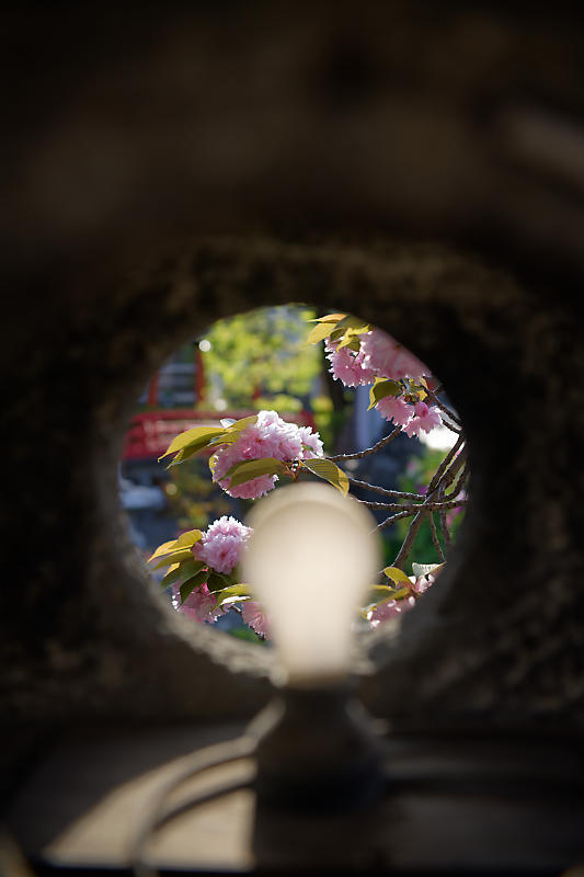 咲き急ぐ花達 藤・牡丹・八重桜@六孫王神社_f0032011_17303259.jpg