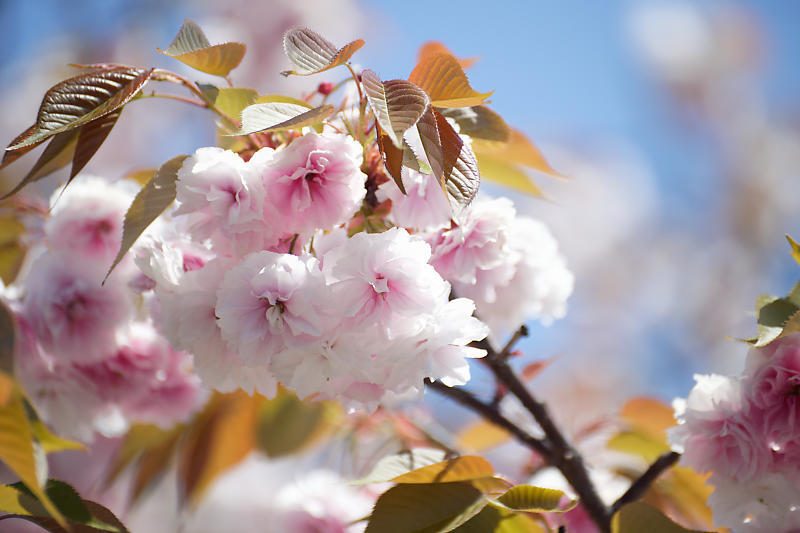 咲き急ぐ花達 藤・牡丹・八重桜@六孫王神社_f0032011_17303288.jpg