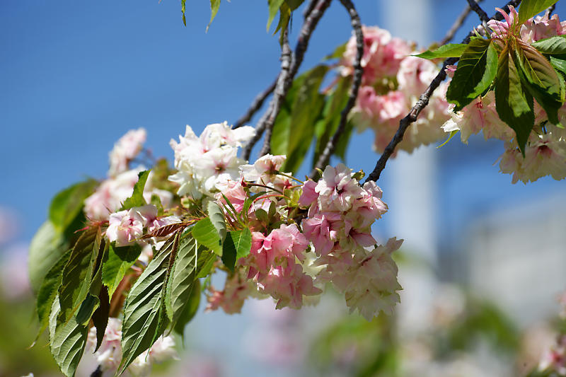 咲き急ぐ花達 藤・牡丹・八重桜@六孫王神社_f0032011_17303289.jpg