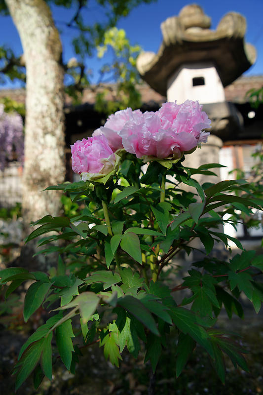 咲き急ぐ花達 藤・牡丹・八重桜@六孫王神社_f0032011_17322715.jpg