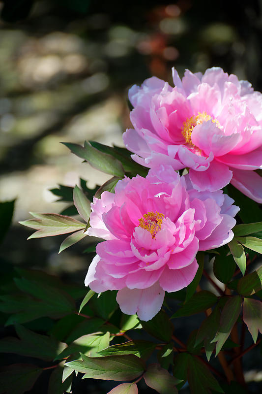 咲き急ぐ花達 藤・牡丹・八重桜@六孫王神社_f0032011_17322820.jpg