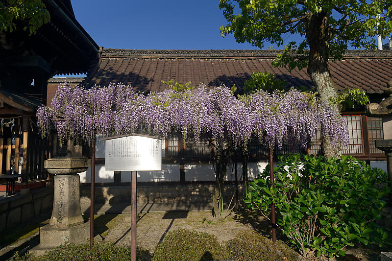 咲き急ぐ花達 藤・牡丹・八重桜@六孫王神社_f0032011_17333047.jpg