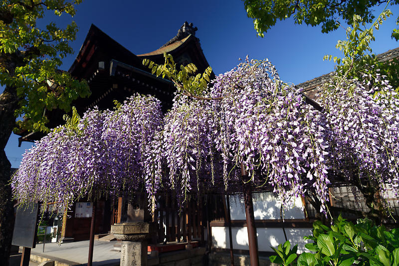 咲き急ぐ花達 藤・牡丹・八重桜@六孫王神社_f0032011_17333077.jpg