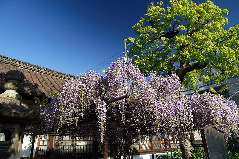 咲き急ぐ花達 藤・牡丹・八重桜@六孫王神社_f0032011_17333175.jpg