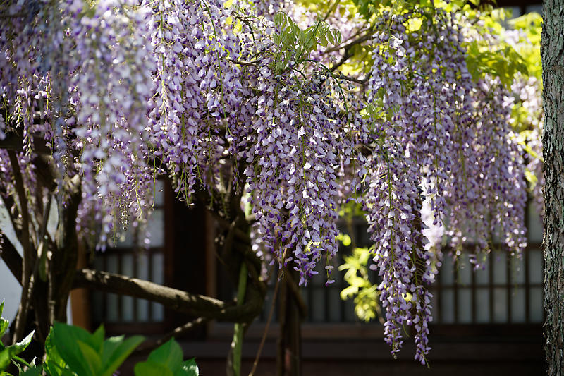 咲き急ぐ花達 藤・牡丹・八重桜@六孫王神社_f0032011_17333181.jpg