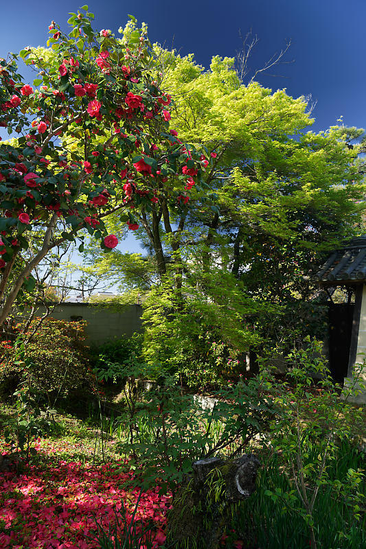 咲き急ぐ花達 初夏の花達・八重桜@梅宮大社_f0032011_21000729.jpg
