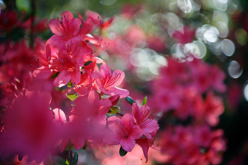 咲き急ぐ花達 初夏の花達・八重桜@梅宮大社_f0032011_21020204.jpg