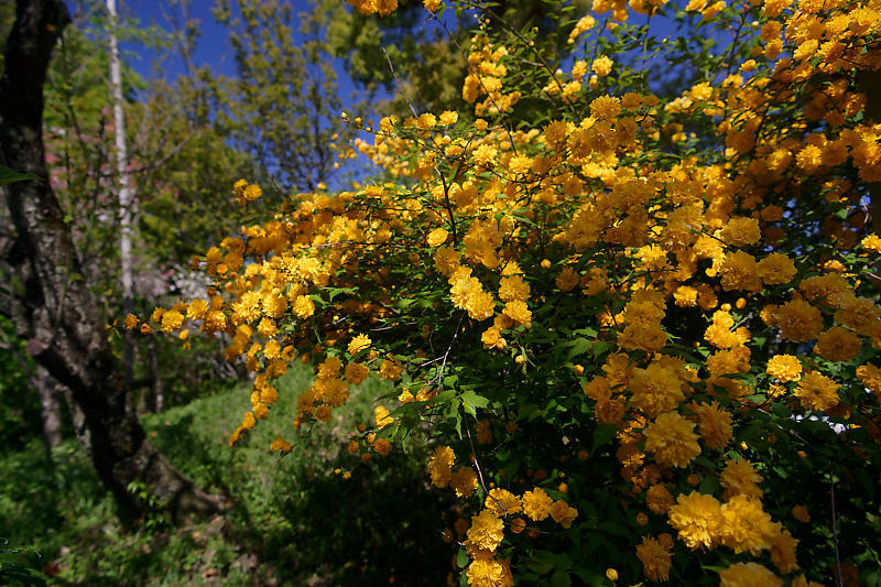 咲き急ぐ花達 初夏の花達・八重桜@梅宮大社_f0032011_21103518.jpg