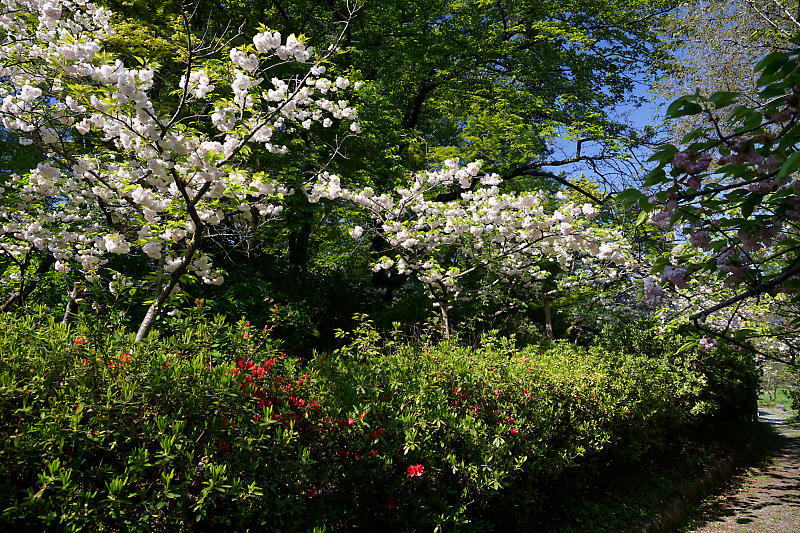 咲き急ぐ花達 初夏の花達・八重桜@梅宮大社_f0032011_21103568.jpg