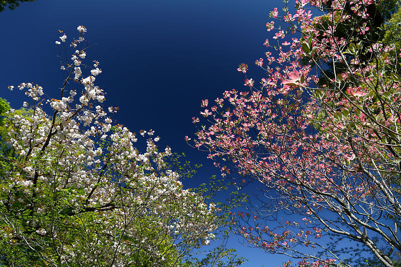 咲き急ぐ花達 初夏の花達・八重桜@梅宮大社_f0032011_21103583.jpg