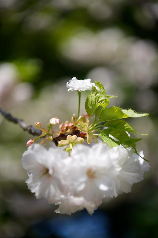 咲き急ぐ花達 初夏の花達・八重桜@梅宮大社_f0032011_21103592.jpg